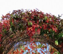 Виноград девичий Мурорум (Parthenocissus quinquefolia 'Murorum') на опоре