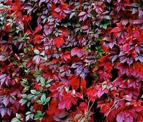 Виноград девичий Редволл (Parthenocissus quinquefolia 'Red Wall') на опоре