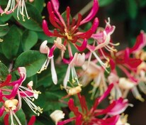 Жимолость каприфоль (Lonicera caprifolium) микс