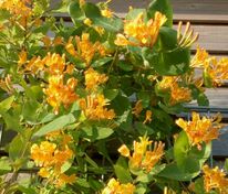 Жимолость каприфоль оранжевая (Lonicera caprifolium)