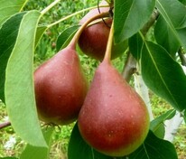 Груша уссурийская Малиновка (Pyrus ussuriensis 'Malinovka')