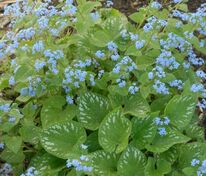 Бруннера крупнолистная Лангтриз (Brunnera macrophylla 'Langtrees')