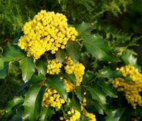 Магония падуболистная (Mahonia aquifolium)