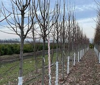 Липа американская Редмонд (Tilia americana 'Redmond')