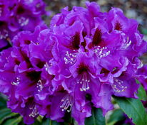 Рододендрон гибридный Распутин (Rhododendron 'Rasputin')