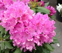 Рододендрон гибридный Розеум Элеганс (Rhododendron 'Roseum Elegans')