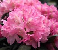 Рододендрон якушиманский Калинка (Rhododendron yakushimanum 'Kalinka')