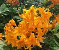 Азалия крупноцветковая Голден Лайтс (Rhododendron 'Golden Lights')