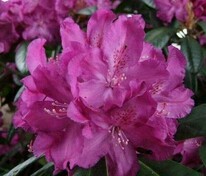 Рододендрон гибридный Болеслав Храбрый (Rhododendron 'Boleslaw Chrobry')