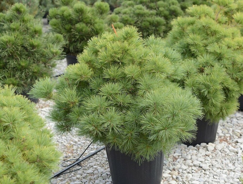 Сосна Веймутова Радиата (Pinus strobus 'Radiata')