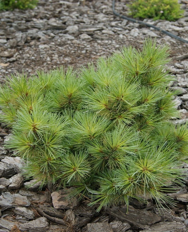 Сосна Веймутова Радиата (Pinus strobus 'Radiata')