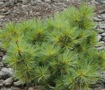 Сосна Веймутова Радиата (Pinus strobus 'Radiata')