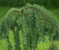 Лиственница Кемпфера (Larix kaempferi)