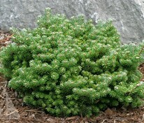 Пихта корейская Зильберперле (Abies koreana 'Silberperle')