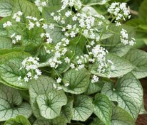 Бруннера крупнолистная Мистер Морзе (Brunnera macrophylla 'Mister Morse')