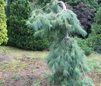 Сосна Веймутова Ниагара Фолл (Pinus strobus 'Niagara Falls')