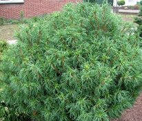 Сосна Веймутова Тини Кёрлс (Pinus strobus 'Tiny Kurls')