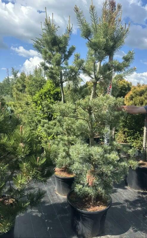 Сосна Гельдрейха Компакт Джем (Pinus heldreichii 'Compacta Gem')