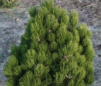 Сосна Гельдрейха Компакт Джем (Pinus heldreichii 'Compacta Gem')