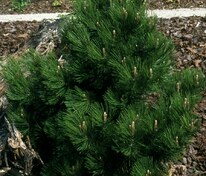 Сосна Гельдрейха Малинки (Pinus heldreichii 'Malinki')