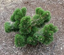 Сосна горная Якобсен (Pinus mugo 'Jakobsen')