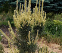 Сосна обыкновенная Биалогон (Pinus sylvestris 'Bialogon')