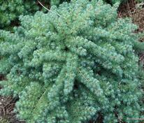 Лиственница японская Блю Дварф (Larix kaempferi 'Blue Dwarf')