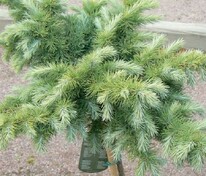 Лиственница японская Купидо (Larix kaempferi 'Cupido')