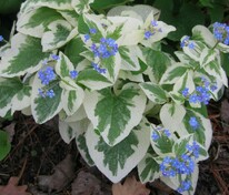 Бруннера крупнолистная Вариегата (Brunnera macrophylla 'Variegata')