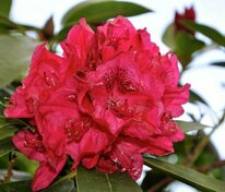 Рододендрон гибридный Андантино (Rhododendron 'Andantino')