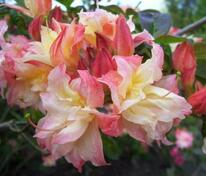 Азалия крупноцветковая Кеннон Дабл (Rhododendron 'Cannon's Double')