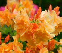 Азалия крупноцветковая Ксардас (Rhododendron 'Csardas')