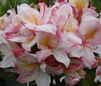 Азалия крупноцветковая Сатоми (Rhododendron 'Satomi')