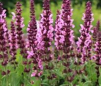 Шалфей Сеншейшн Роуз (Salvia 'Sensation Rose')
