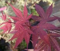 Клён веерный Атропурпуреум (Acer palmatum 'Atropurpureum')