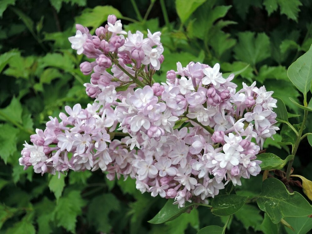 Сирень обыкновенная Белль де Нанси (Syringa vulgaris 'Belle de Nancy')