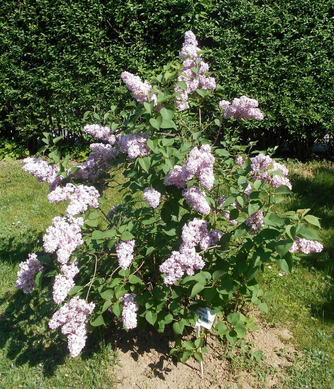 Сирень обыкновенная Белль де Нанси (Syringa vulgaris 'Belle de Nancy')