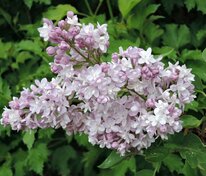 Сирень обыкновенная Белль де Нанси (Syringa vulgaris 'Belle de Nancy')
