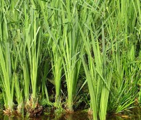 Аир болотный (Acorus calamus)