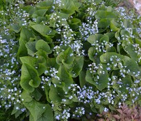 Бруннера сибирская (Brunnera sibirica)