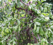 Лещина обыкновенная Конторта (Corylus avellana 'Contorta')