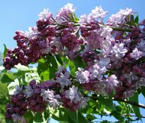 Сирень обыкновенная Мишель Бюхнер (Syringa vulgaris 'Michel Buchner')