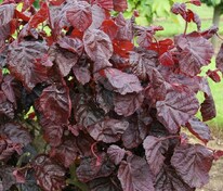 Лещина обыкновенная Ред Маджестик (Corylus avellana 'Red Majestic')