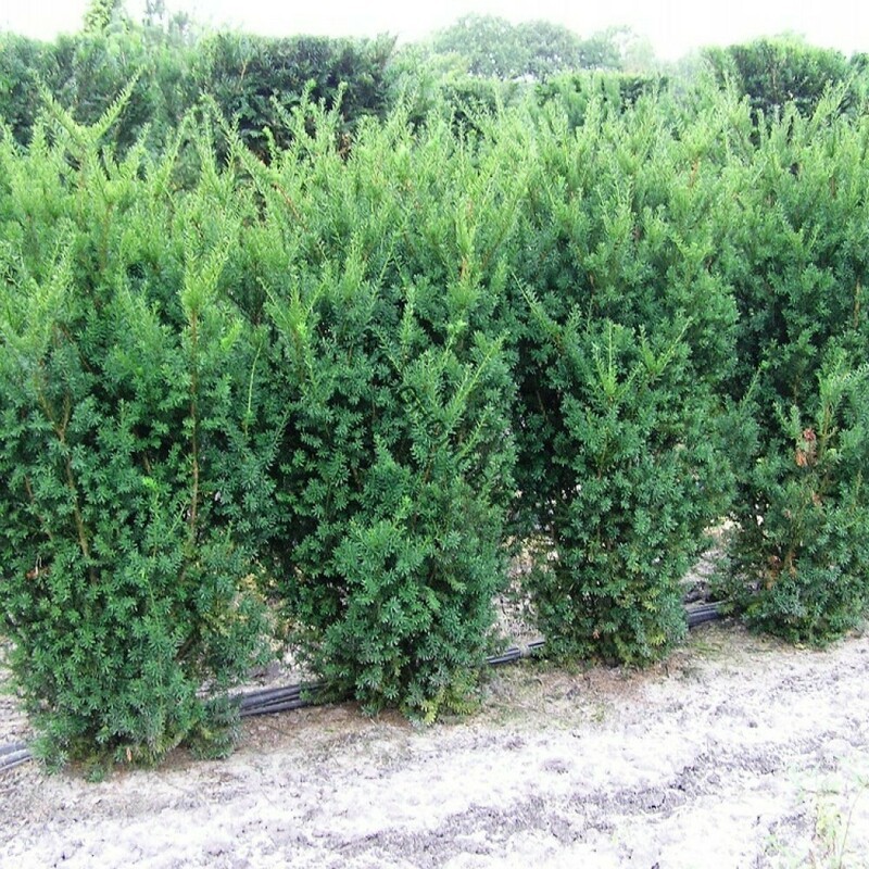 Тисс средний Хикси (Taxus x media 'Hicksii')