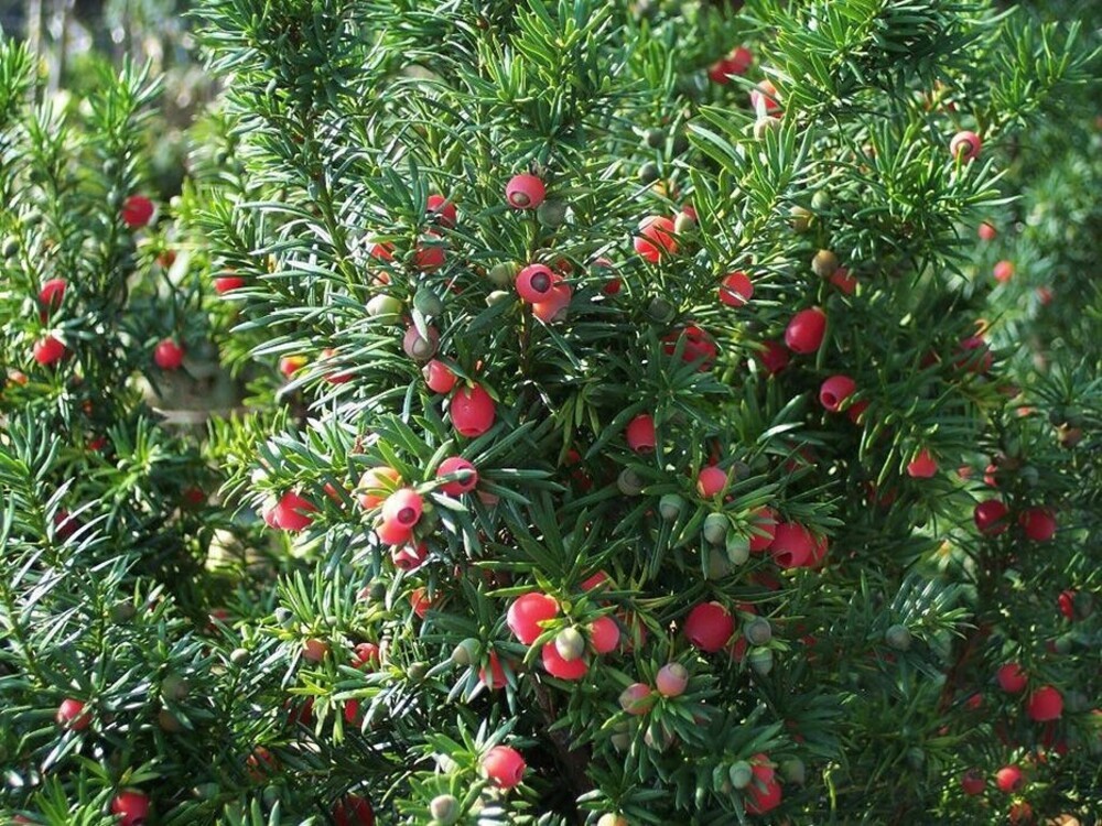 Тисс средний Хикси (Taxus x media 'Hicksii')