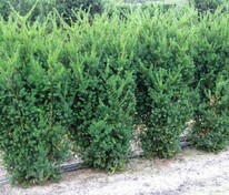 Тисс средний Хикси (Taxus x media 'Hicksii')