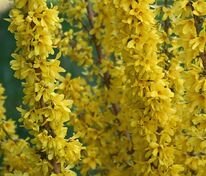 Форзиция промежуточная Микадор (Forsythia x intermedia 'Mikador')