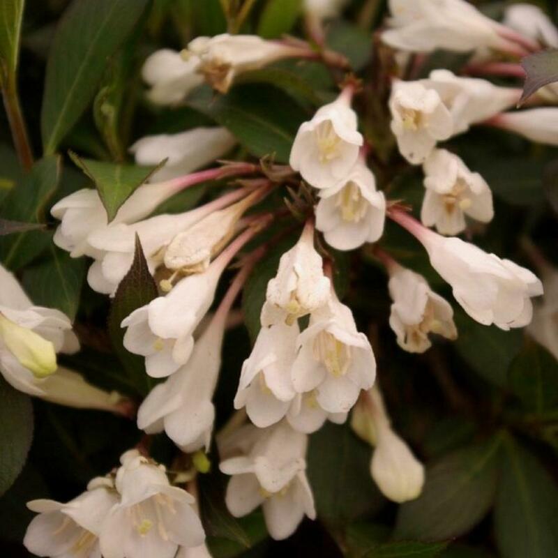Вейгела цветущая Блэк энд Вайт (Weigela florida 'Black and White')