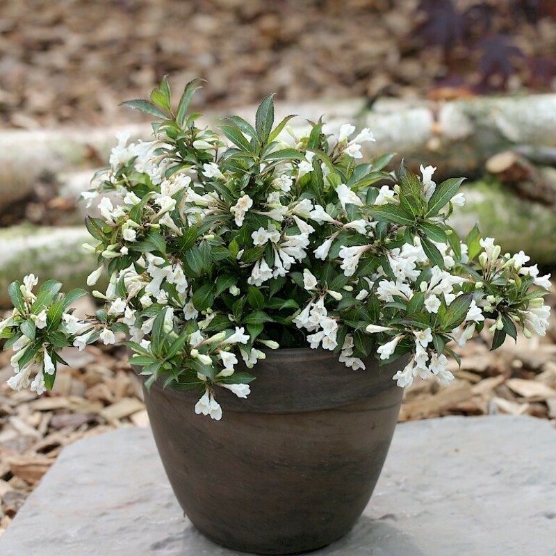 Вейгела цветущая Блэк энд Вайт (Weigela florida 'Black and White')