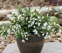Вейгела цветущая Блэк энд Вайт (Weigela florida 'Black and White')